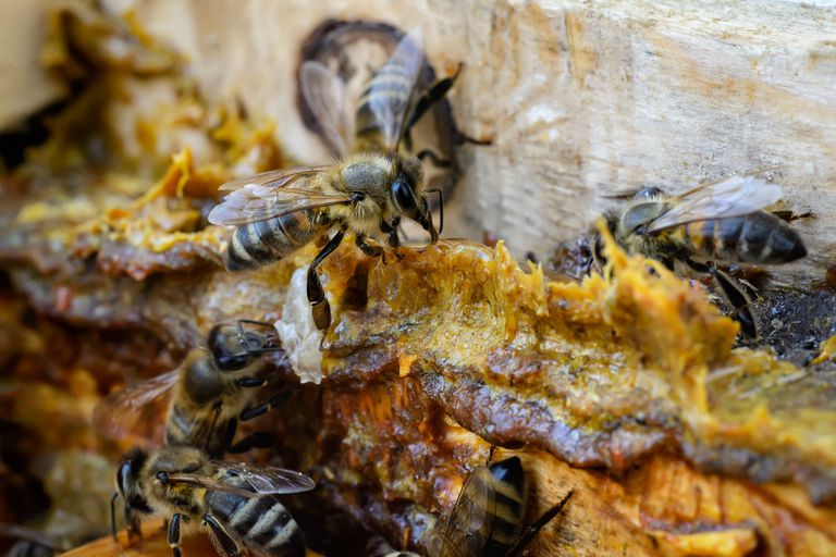 Hva er Propolis – bienes gull: Egenskaper, helsefordeler og bruk