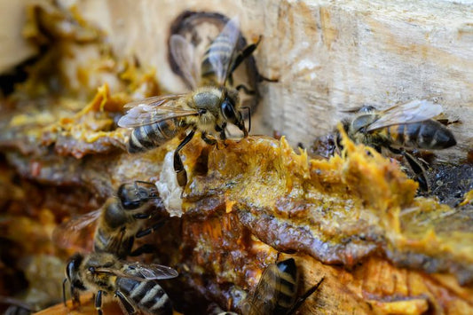 Hva er Propolis – bienes gull: Egenskaper, helsefordeler og bruk